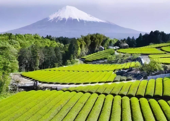 日本农业产业研学之旅：振兴之道与农旅融合